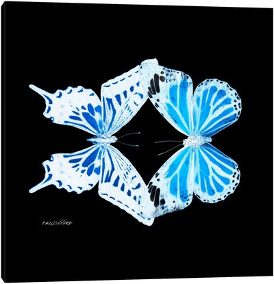 Miss Butterfly Xugenutia Duo X-Ray (Black Edition) Canvas Art Print - Miss Butterfly