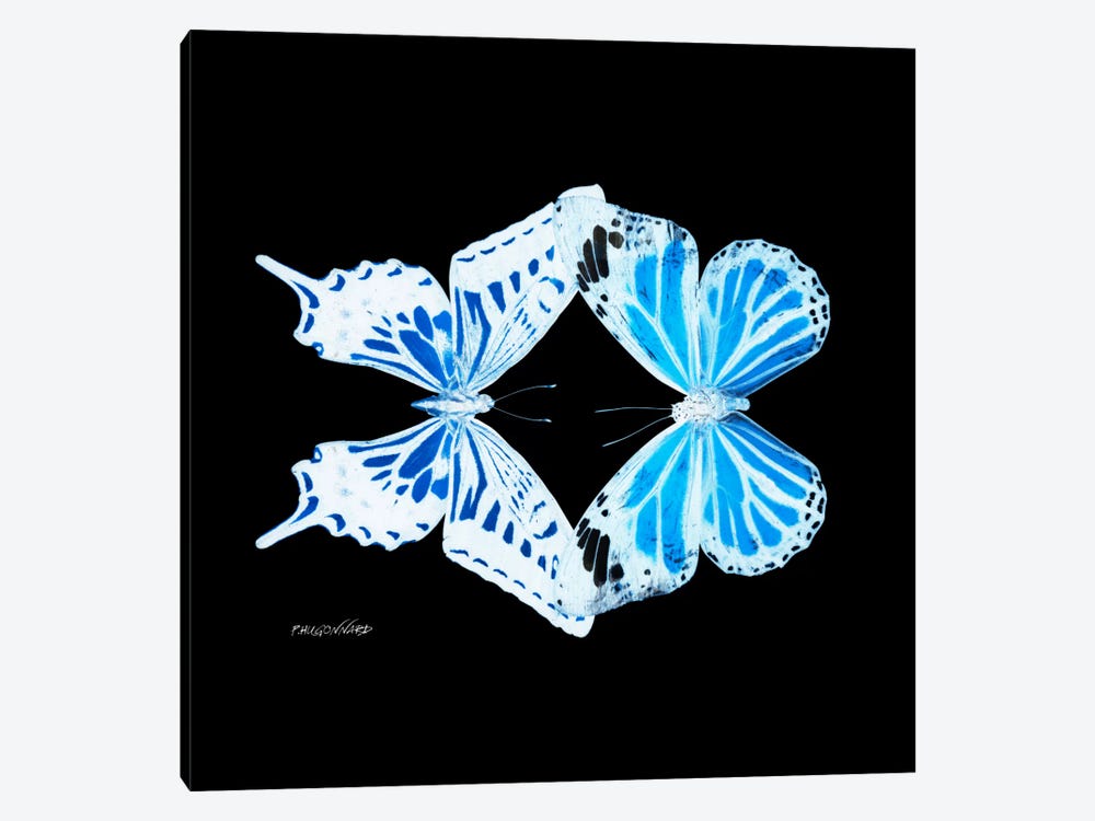 Miss Butterfly Xugenutia Duo X-Ray (Black Edition) by Philippe Hugonnard 1-piece Canvas Art