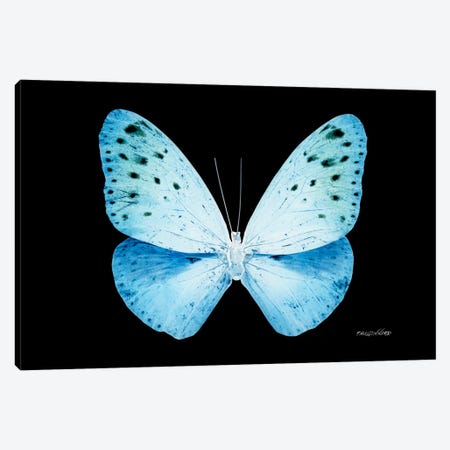 Miss Butterfly Euploea X-Ray (Black Edition) Canvas Print #PHD314} by Philippe Hugonnard Art Print