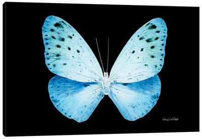 Miss Butterfly Euploea X-Ray (Black Edition) Canvas Art Print