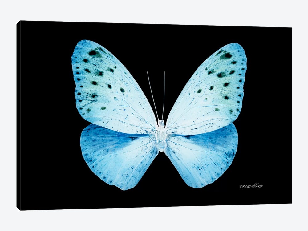 Miss Butterfly Euploea X-Ray (Black Edition) by Philippe Hugonnard 1-piece Art Print