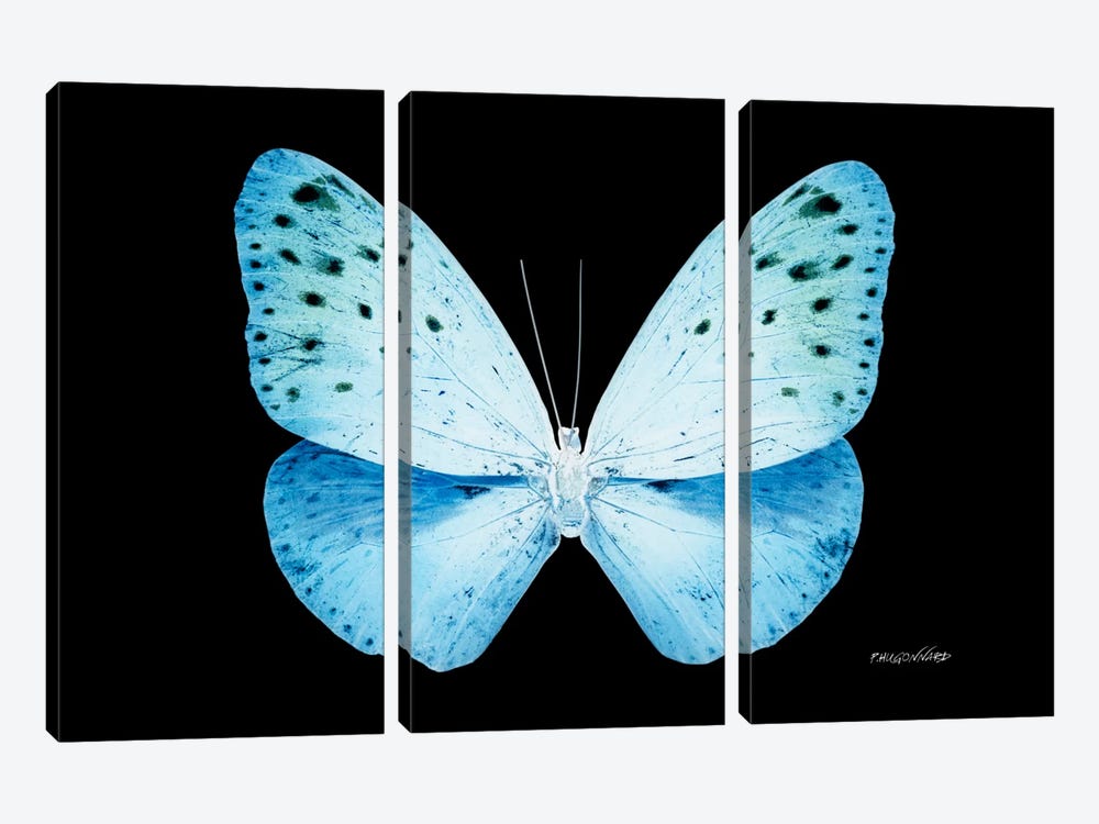 Miss Butterfly Euploea X-Ray (Black Edition) by Philippe Hugonnard 3-piece Art Print