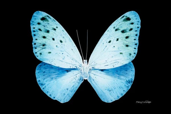 Color Pop Photography: Miss Butterfly Euploea X-Ray (Black Edition) by Philippe Hugonnard