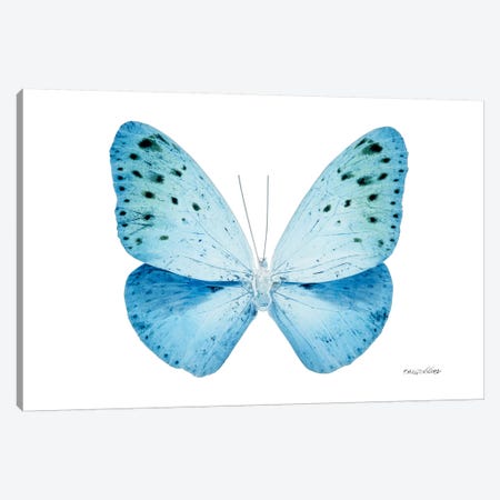 Miss Butterfly Euploea X-Ray (White Edition) Canvas Print #PHD315} by Philippe Hugonnard Canvas Art Print