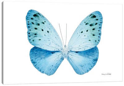 Miss Butterfly Euploea X-Ray (White Edition) Canvas Art Print