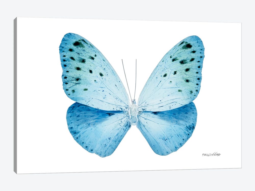Miss Butterfly Euploea X-Ray (White Edition) 1-piece Canvas Wall Art