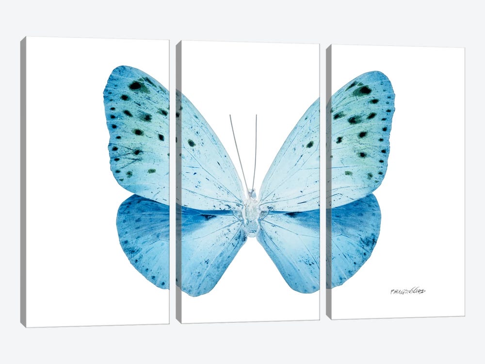 Miss Butterfly Euploea X-Ray (White Edition) by Philippe Hugonnard 3-piece Canvas Artwork