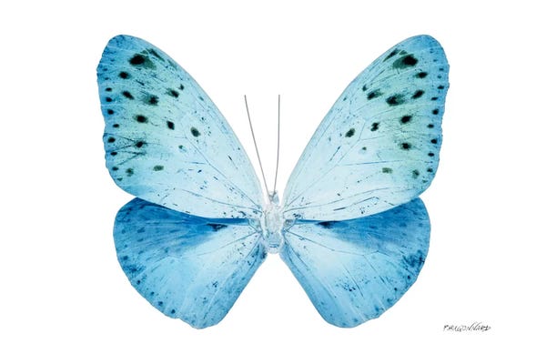 Color Pop Photography: Miss Butterfly Euploea X-Ray (White Edition) by Philippe Hugonnard