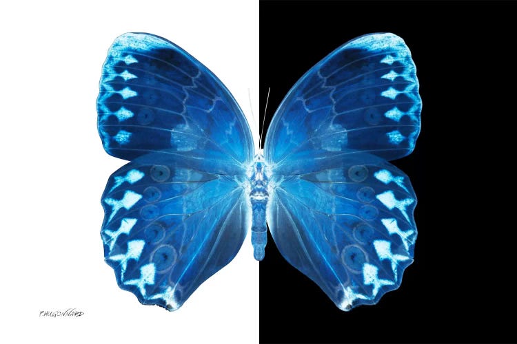 Miss Butterfly Formosana X-Ray (B&W Edition) by Philippe Hugonnard wall art