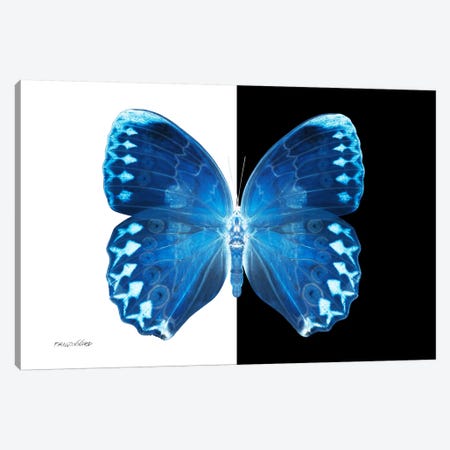 Miss Butterfly Formosana X-Ray (B&W Edition) Canvas Print #PHD316} by Philippe Hugonnard Art Print