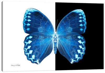 Miss Butterfly Formosana X-Ray (B&W Edition) Canvas Art Print
