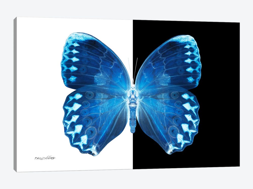 Miss Butterfly Formosana X-Ray (B&W Edition) by Philippe Hugonnard 1-piece Canvas Art Print
