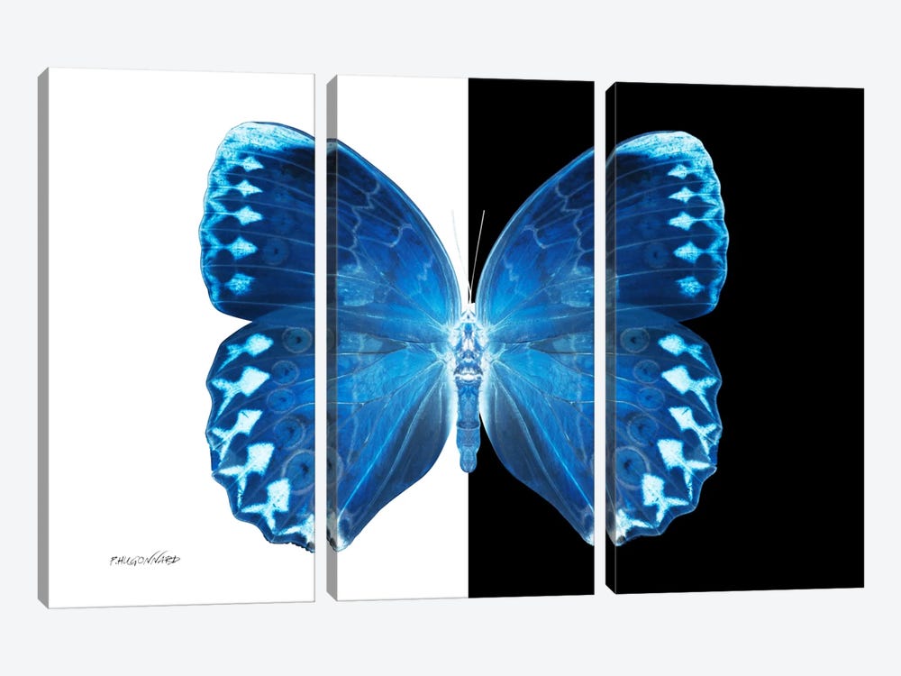 Miss Butterfly Formosana X-Ray (B&W Edition) by Philippe Hugonnard 3-piece Canvas Art Print