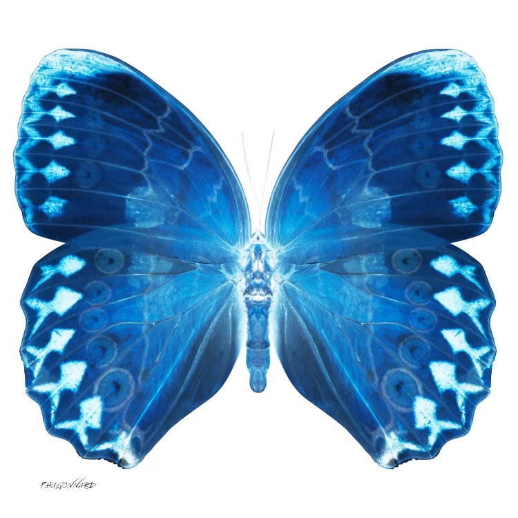 Miss Butterfly Formosana X-Ray (White Edition)