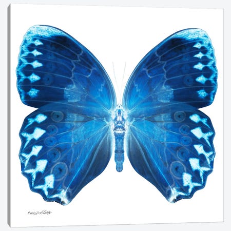 Miss Butterfly Formosana X-Ray (White Edition) Canvas Print #PHD317} by Philippe Hugonnard Canvas Print