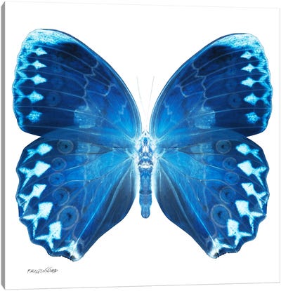 Miss Butterfly Formosana X-Ray (White Edition) Canvas Art Print