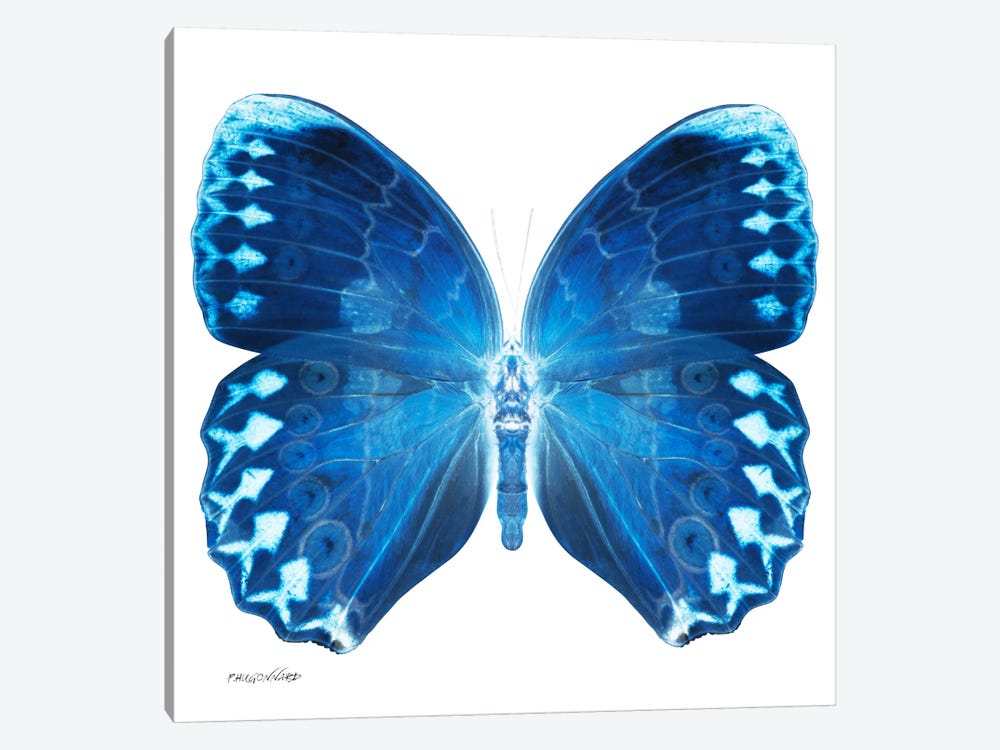 Miss Butterfly Formosana X-Ray (White Edition) by Philippe Hugonnard 1-piece Canvas Wall Art