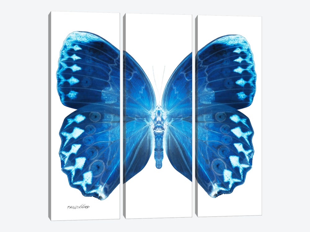 Miss Butterfly Formosana X-Ray (White Edition) by Philippe Hugonnard 3-piece Canvas Wall Art