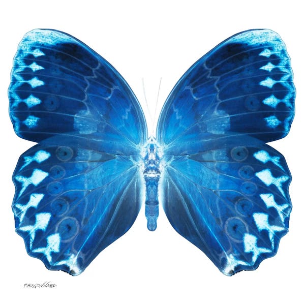 Color Pop Photography: Miss Butterfly Formosana X-Ray (White Edition) by Philippe Hugonnard