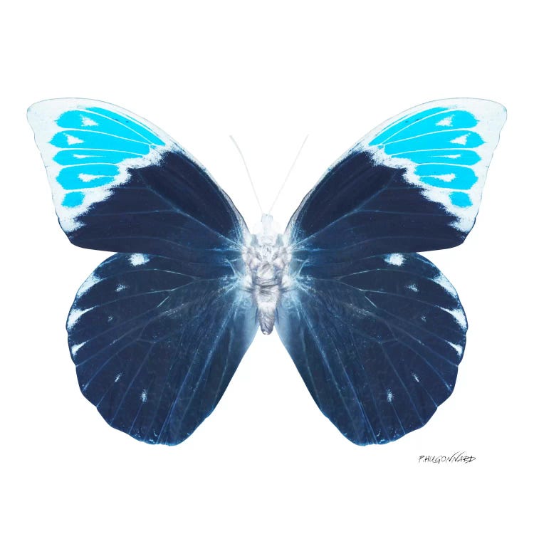 Miss Butterfly Hebomoia X-Ray (White Edition)