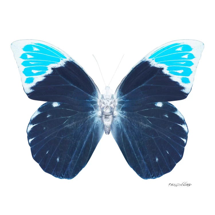 Miss Butterfly Hebomoia X-Ray (White Edition) by Philippe Hugonnard wall art