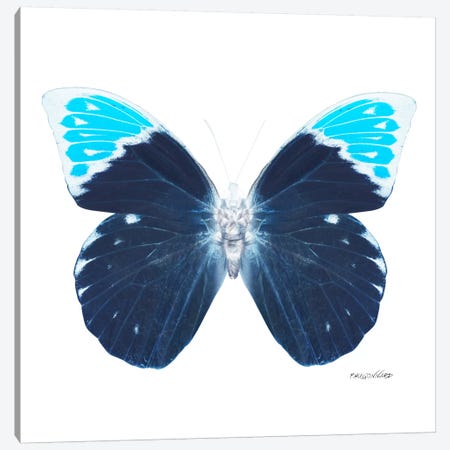 Miss Butterfly Hebomoia X-Ray (White Edition) Canvas Print #PHD318} by Philippe Hugonnard Canvas Art