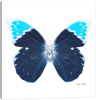 Miss Butterfly Hebomoia X-Ray (White Edition) Canvas Art Print