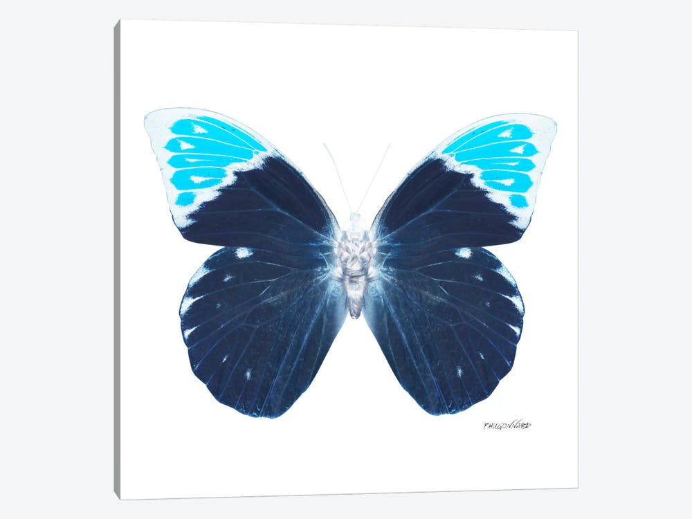 Miss Butterfly Hebomoia X-Ray (White Edition) by Philippe Hugonnard 1-piece Art Print