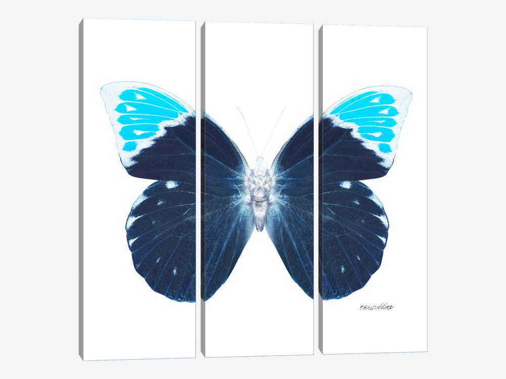 Miss Butterfly Hebomoia X-Ray (White Edition) by Philippe Hugonnard 3-piece Art Print