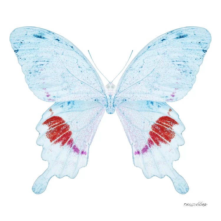 Miss Butterfly Hermosanus X-Ray (White Edition) by Philippe Hugonnard wall art