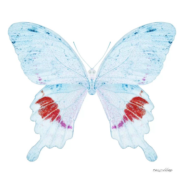 Miss Butterfly Hermosanus X-Ray (White Edition)