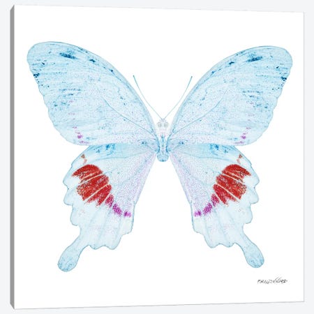 Miss Butterfly Hermosanus X-Ray (White Edition) Canvas Print #PHD319} by Philippe Hugonnard Canvas Artwork
