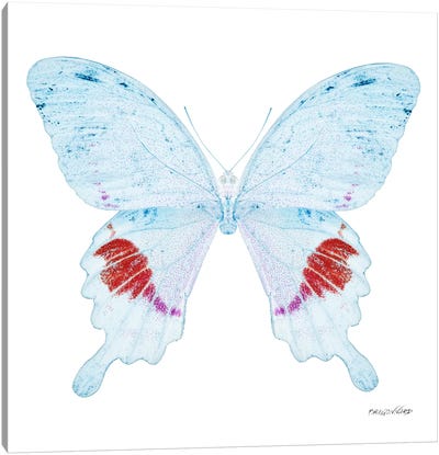 Miss Butterfly Hermosanus X-Ray (White Edition) Canvas Art Print - Miss Butterfly