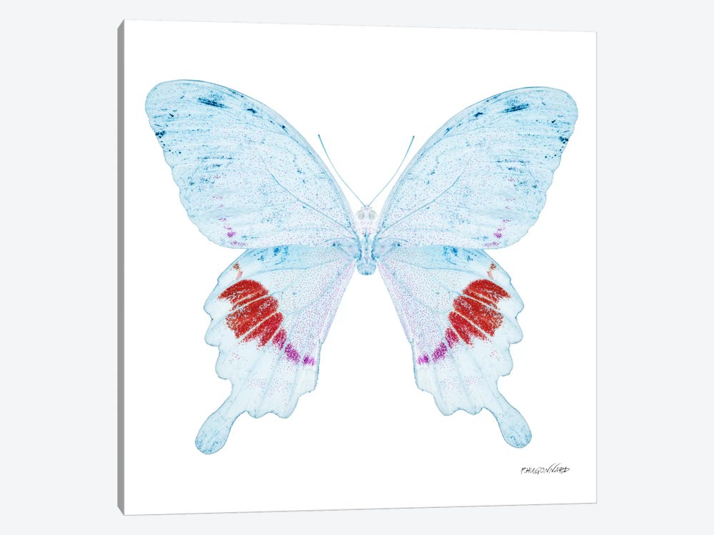 Miss Butterfly Hermosanus X-Ray (White Edition) by Philippe Hugonnard 1-piece Canvas Art
