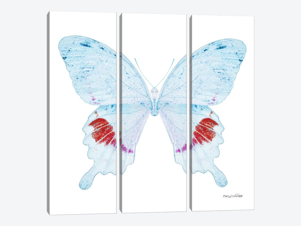 Miss Butterfly Hermosanus X-Ray (White Edition) by Philippe Hugonnard 3-piece Canvas Wall Art