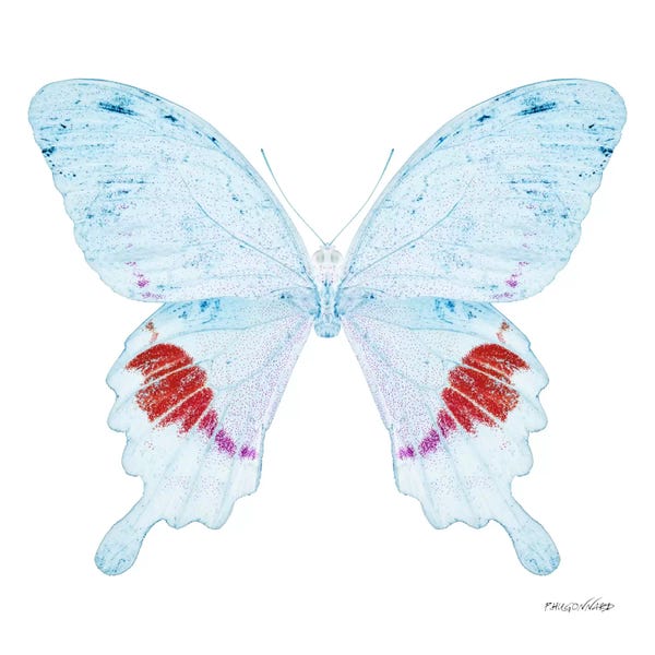 Color Pop Photography: Miss Butterfly Hermosanus X-Ray (White Edition) by Philippe Hugonnard
