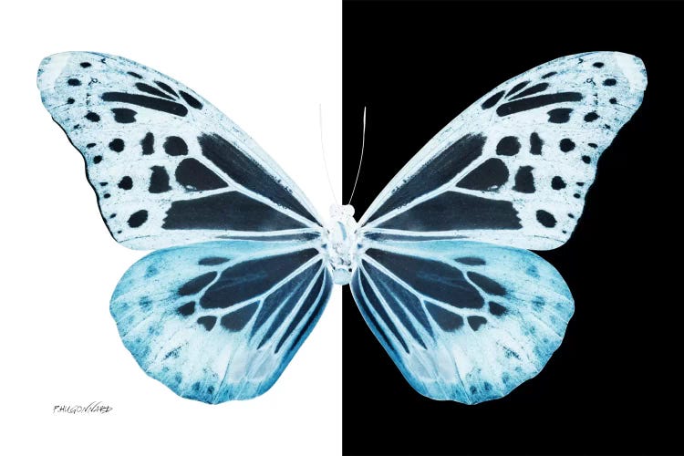 Miss Butterfly Melaneus X-Ray (B&W Edition)