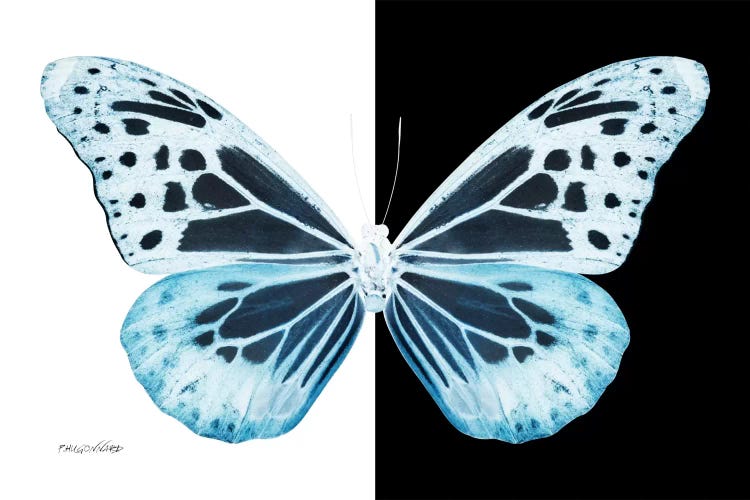 Miss Butterfly Melaneus X-Ray (B&W Edition) by Philippe Hugonnard wall art