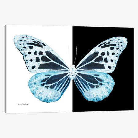 Miss Butterfly Melaneus X-Ray (B&W Edition) Canvas Print #PHD320} by Philippe Hugonnard Canvas Art Print