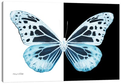 Miss Butterfly Melaneus X-Ray (B&W Edition) Canvas Art Print