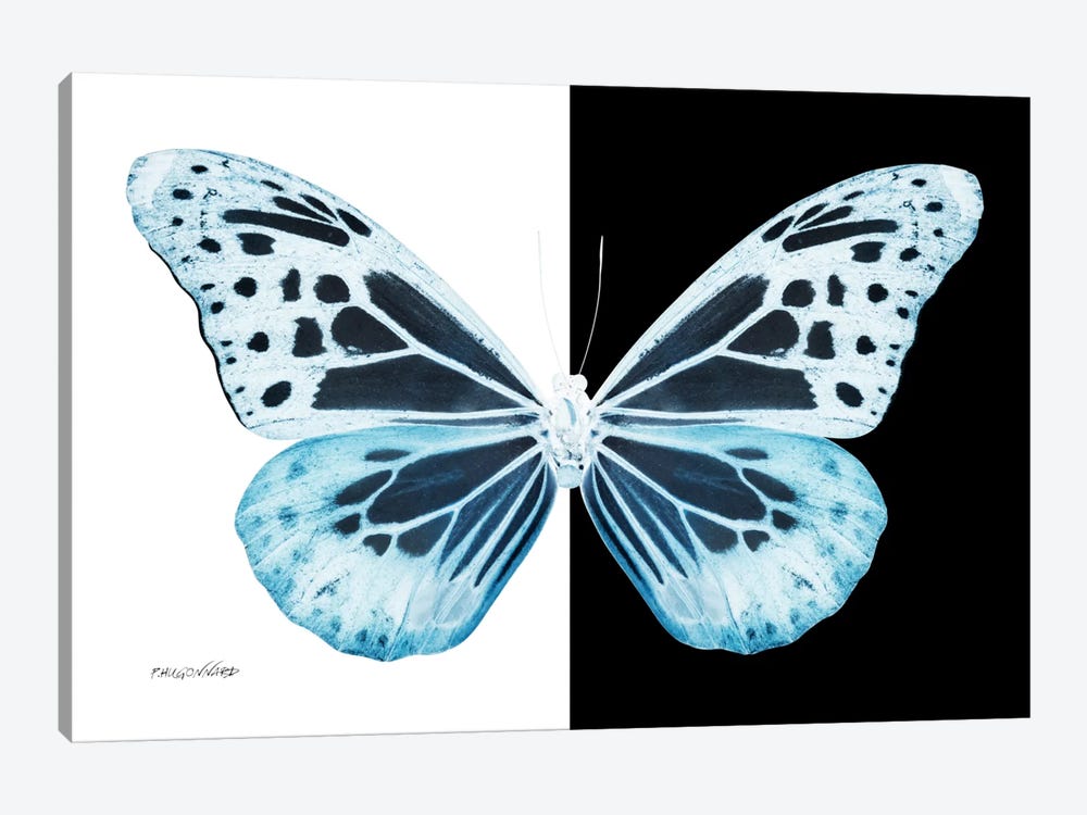 Miss Butterfly Melaneus X-Ray (B&W Edition) by Philippe Hugonnard 1-piece Canvas Wall Art
