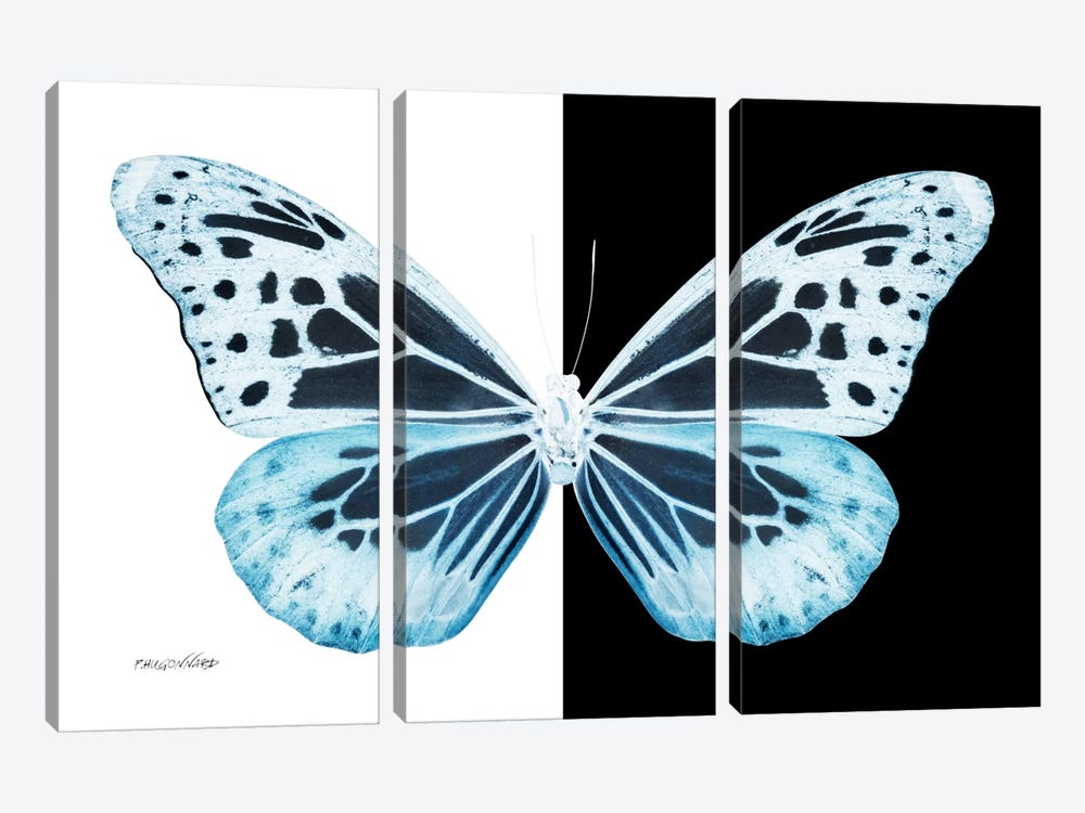 Miss Butterfly Melaneus X-Ray (B&W Edition) by Philippe Hugonnard 3-piece Canvas Art