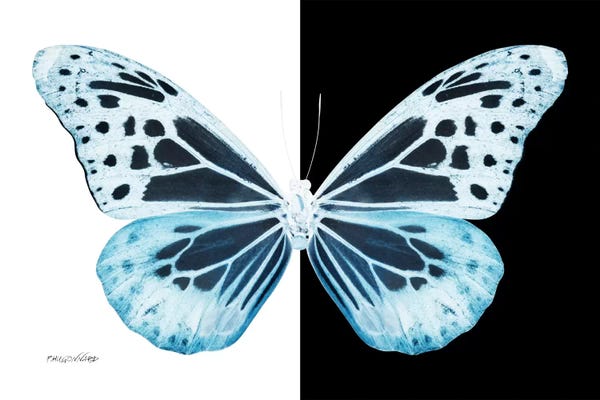 Color Pop Photography: Miss Butterfly Melaneus X-Ray (B&W Edition) by Philippe Hugonnard