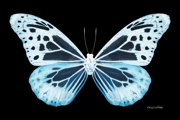 Miss Butterfly Melaneus X-Ray (Black Edition)