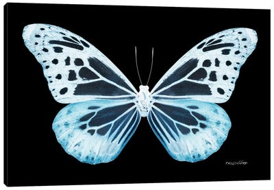 Miss Butterfly Melaneus X-Ray (Black Edition) Canvas Art Print