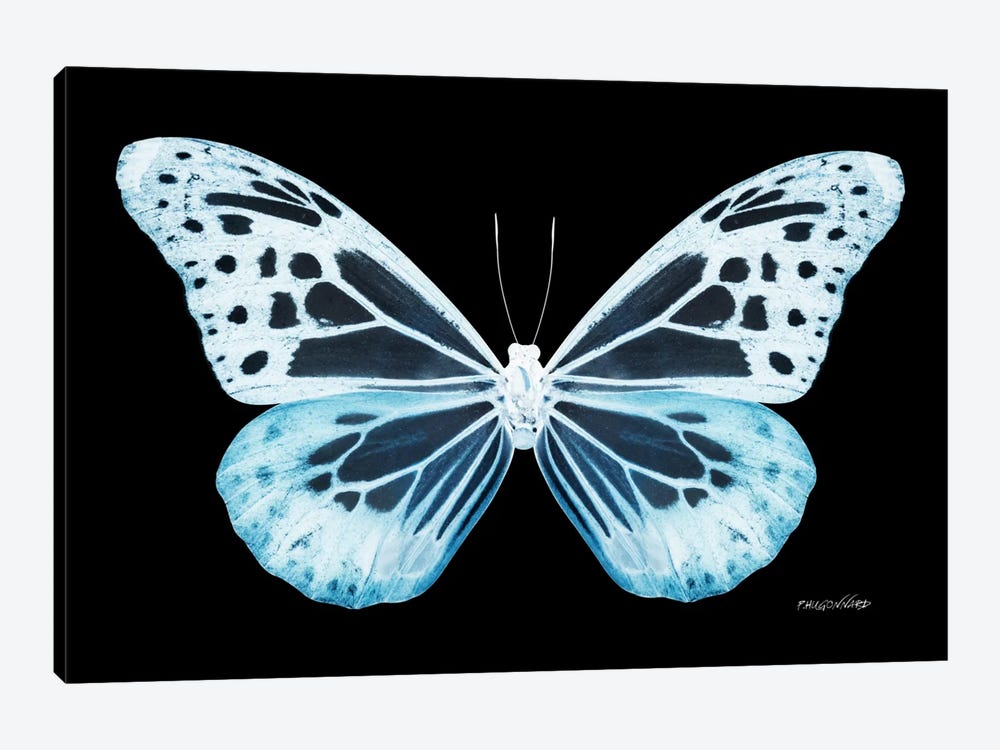 Miss Butterfly Melaneus X-Ray (Black Edition) by Philippe Hugonnard 1-piece Canvas Print