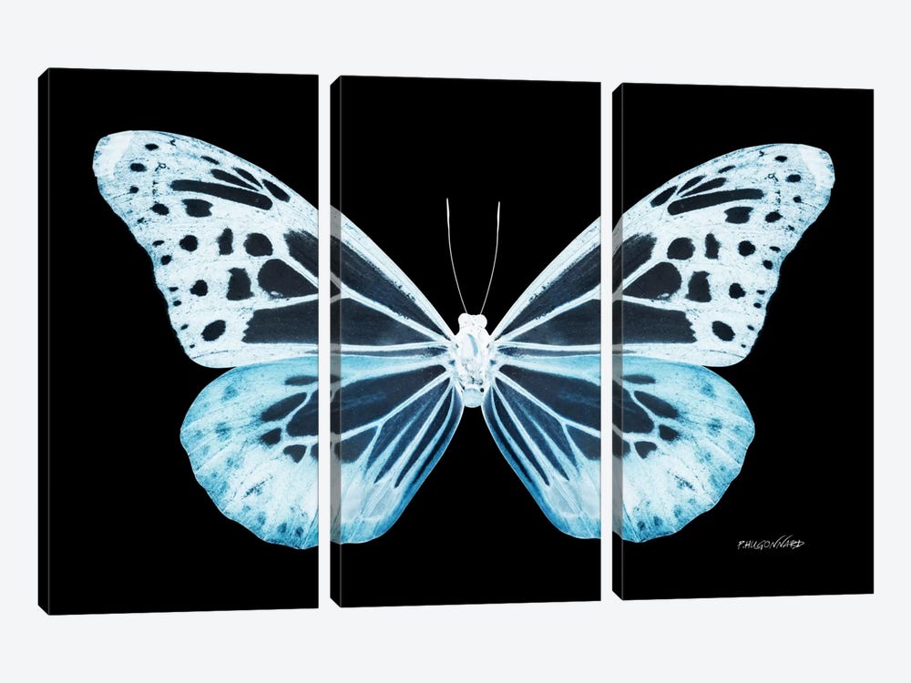 Miss Butterfly Melaneus X-Ray (Black Edition) by Philippe Hugonnard 3-piece Canvas Print