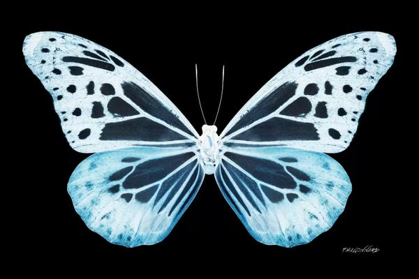 Color Pop Photography: Miss Butterfly Melaneus X-Ray (Black Edition) by Philippe Hugonnard