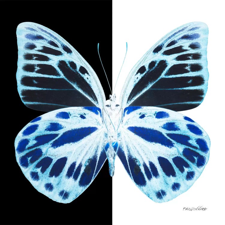 Miss Butterfly Prioneris X-Ray (B&W Edition) by Philippe Hugonnard wall art