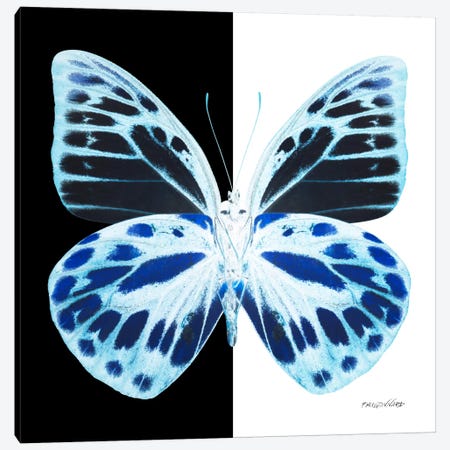 Miss Butterfly Prioneris X-Ray (B&W Edition) Canvas Print #PHD322} by Philippe Hugonnard Art Print